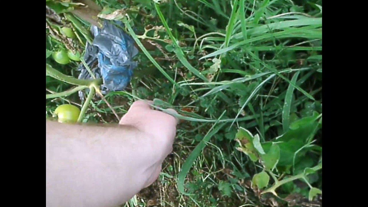 Cucumbers in Full Bloom