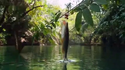 Creatures with superhuman abilities, Part 2