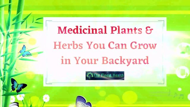 Useful Medicinal Plants & Herbs for Better Health