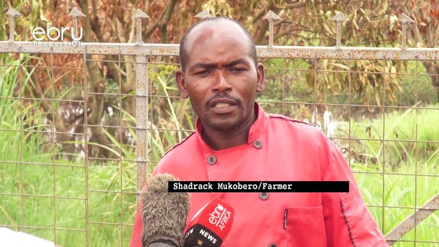 No Longer Victorious | Lake Victoria Waters Receding, Residents Left In Limbo