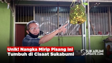 Unik! Nangka Mirip Pisang ini Tumbuh di Cisaat Sukabumi