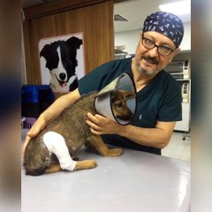 KÖPEK KIRIK KEMİK(Çatlak).