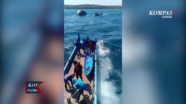 Paus Mati Yang Terdampar di Nunhila Terseret Arus Ke Bolok