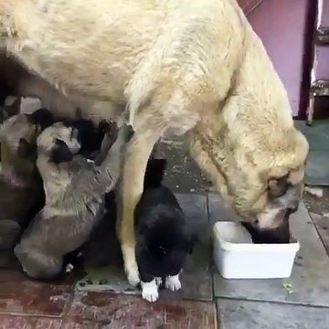 SiVAS KANGAL KOPEGi YAVRULARI ANNELERi SABAH KAHVALTISI - KANGAL PUPPiES and MOM BREAKFAST