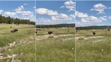 Mulher finge-se de morta para escapar a ataque de bisonte