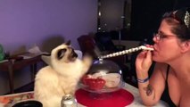 Cute and Funny Cat Videos to Do You a Laugh!