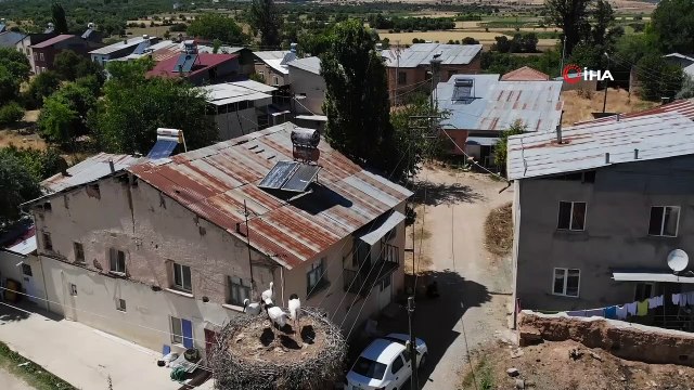 Elazığ’da leyleklerin yavruları büyüdü, göç hazırlığı başladı