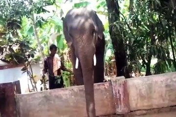 சுவர் ஏறி குதித்த யானை,பாருங்க!