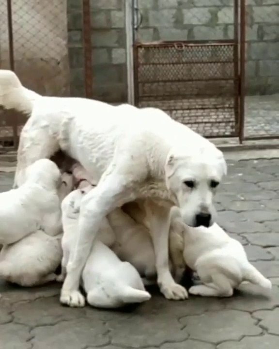 ALABAY KOPEGi YAVRULARI SABAH KAHVALTISNDA - ALABAI DOG PUPPiES BREAKFAST