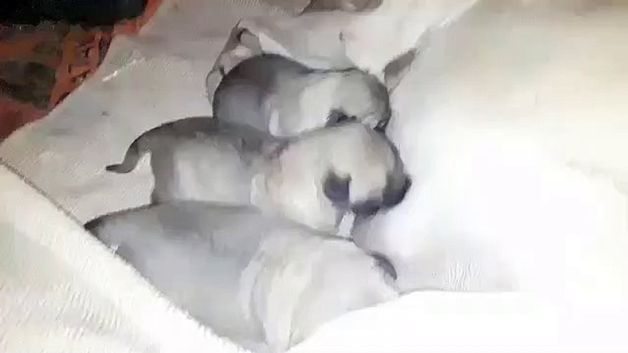 ANADOLU COBAN KOPEK YAVRULARI SABAH KAHVALTISINDA - ANATOLiAN SHEPHERD DOG PUPPiES BREAKFAST