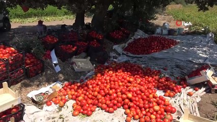 Çanakkale Domatesi tarlada kaldı