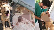 Bıçaklayarak yaraladığı köpeği, serbest kalınca öldürdü
