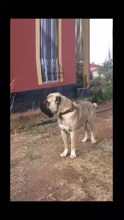 YUKSEK KALiTE MALAKLI COBAN KOPEGi - QUALiTY MALAKLI SHEPHERD DOG
