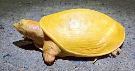 En Inde, une magnifique petite tortue jaune aux yeux roses a été découverte