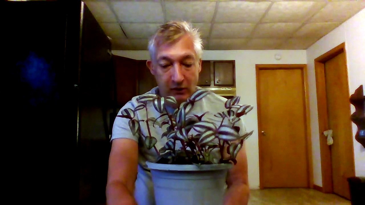 Wandering Jew House Plant 07/22/2020
