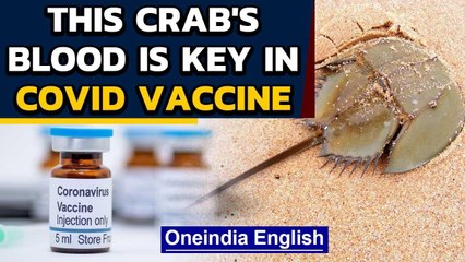 Horseshoe crab blood is used in vaccines: This is why Oneindia News