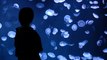 Jumbo tank of jellyfish enthralls guests at Japanese aquarium reopening after Covid-19 shutdown