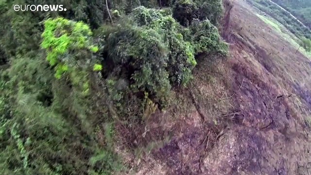 La FAO lancia l'allarme deforestazione (specie in Africa e Sud America)