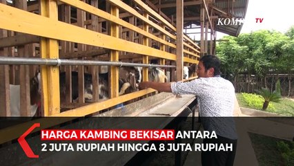 Penjualan Hewan Qurban Lesu