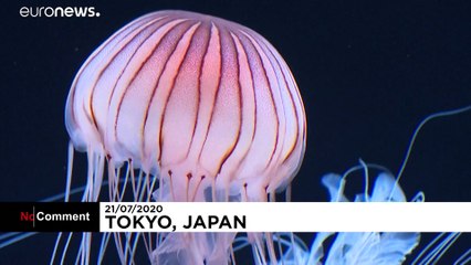 "Medúzakvárium" nyílt Japánban