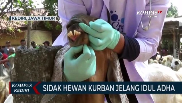 Sidak Hewan, Petugas Masih Temukan Hewan Tak Layak Kurban