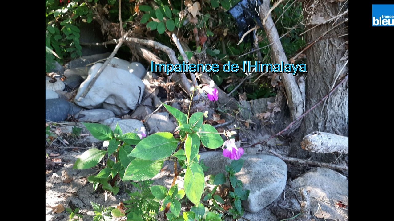 Gros plan sur quelques espèces végétales envahissantes présentes dans les gorges de l'Ardèche