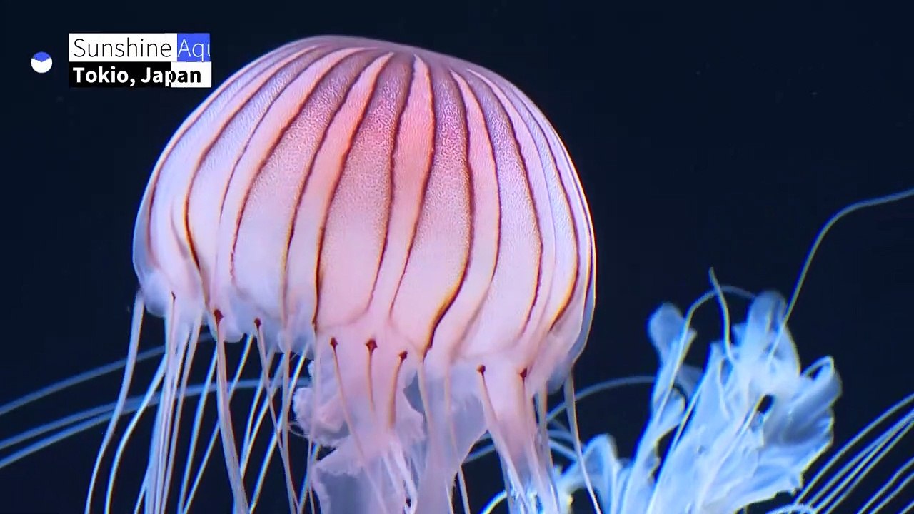 Schönheiten aus der Tiefe: Quallen-Schau in Tokio