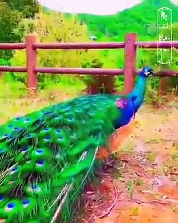 A beautiful peacock