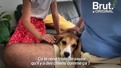 "Tout est nouveau pour elle" : un ancien chien de laboratoire retrouve la liberté