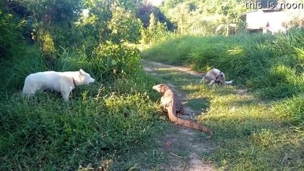 Lizard Defends Itself From Dogs