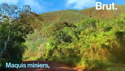 À la découverte du Parc Provincial de la Rivière Bleue en Nouvelle-Calédonie