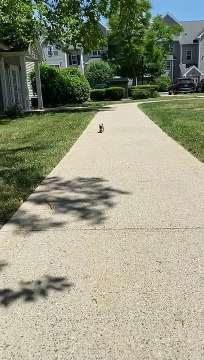 Pug Puppy Strutting His Stuff