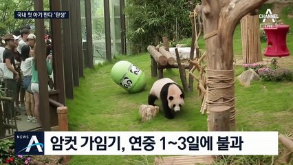 국내서 처음으로 ‘아기 판다’ 탄생…자연번식 성공