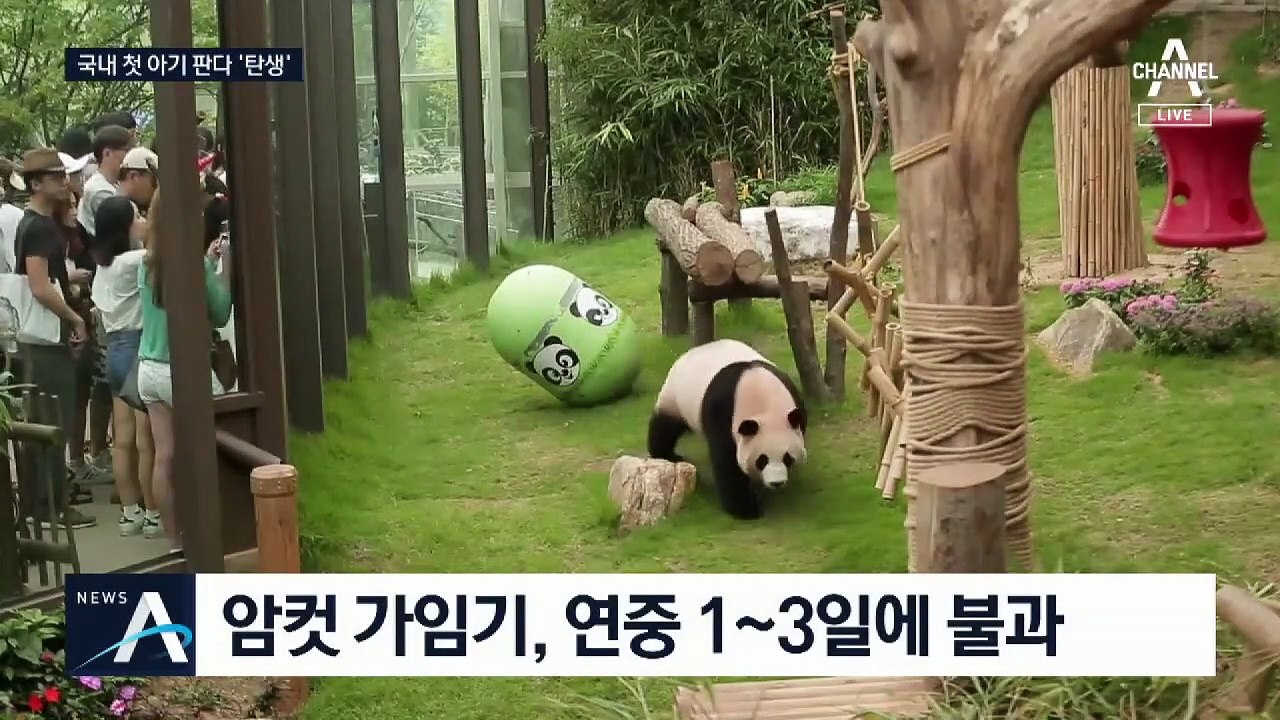 국내서 처음으로 ‘아기 판다’ 탄생…자연번식 성공