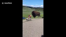 Tourists shocked as massive bison approaches them in Yellowstone National Park