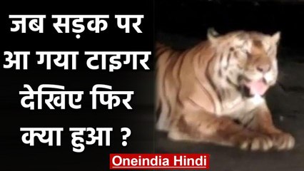Rajasthan में जब अचानक जंगल से निकलकर नेशनल हाइवे पर आ पहुंचा बाघ और फिर | वनइंडिया हिंदी