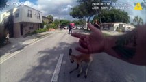 بالفيديو القبض على كنغر هارب يسبب الفوضى في فلوريدا