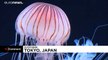 L'aquarium de Tokyo ouvre un nouvel espace panoramique pour les méduses