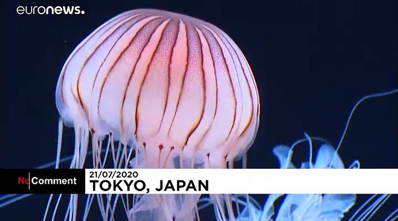 L'aquarium de Tokyo ouvre un nouvel espace pano...