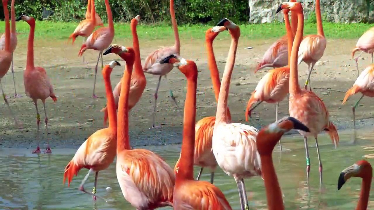 beautiful animals of forest and jungle