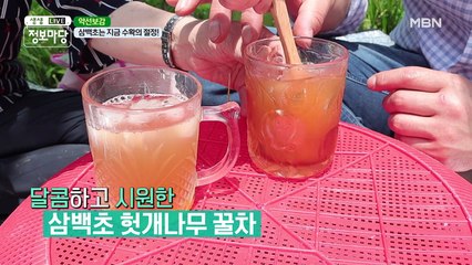 삼백초는 지금 수확의 절정!