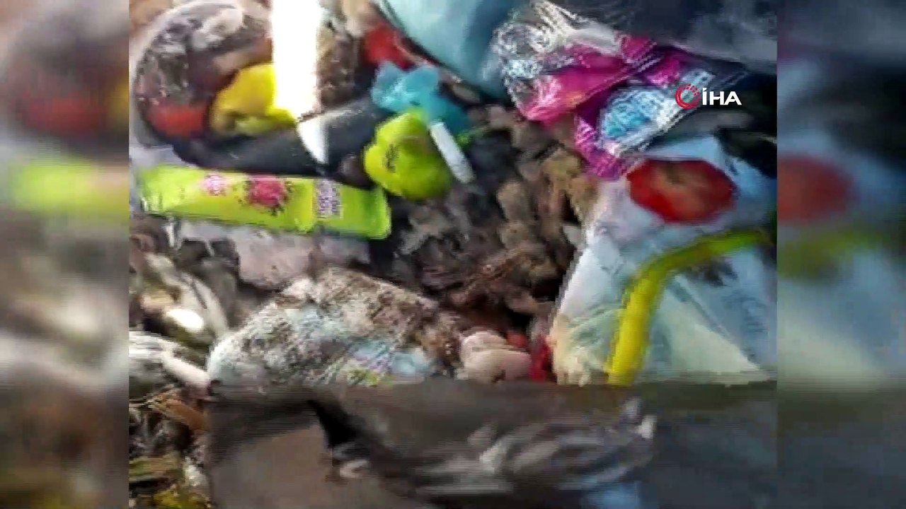 Yavru kediyi çöpe atmışlar Dailymotion Video