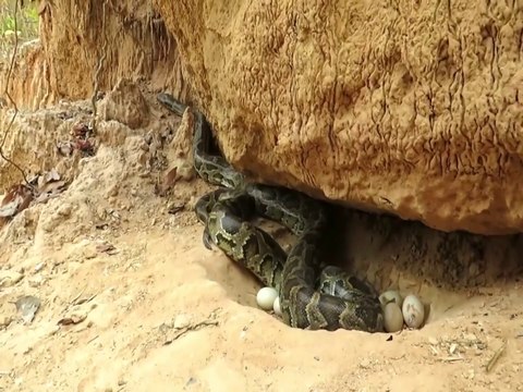 Finding And Stealing Snake Eggs Nest In Underground Hole Cooking Eating Delicious | Animal Trap