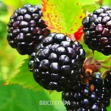 Comment créer un petit coin de verdure dans un petit appartement ?
