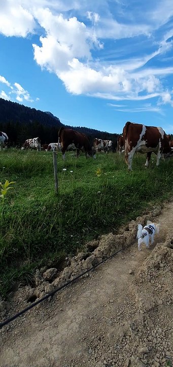 Phloème se promène près des vaches