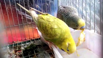 Budgerigar couple bird eating egg food healthy egg food