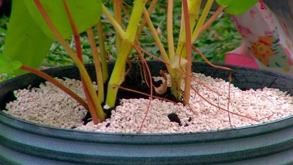 bd-las-plantas-se-estresan-220720