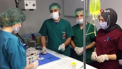 Yapışık dördüz kedi yavruları