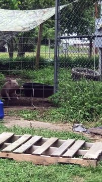 Happy Pig Spins Circles for Owner