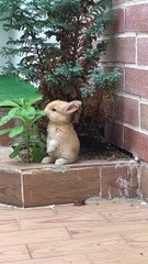 Adorable Bunny Stands for a Snack